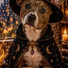 book, brown_fur, candle, cloak, costume, cozy, decorative, dog, fantasy, floppy_ears, indoor, magic, mystical, photograph, portrait, puppy, sitting, spellbook, witch_hat, wizard_hat