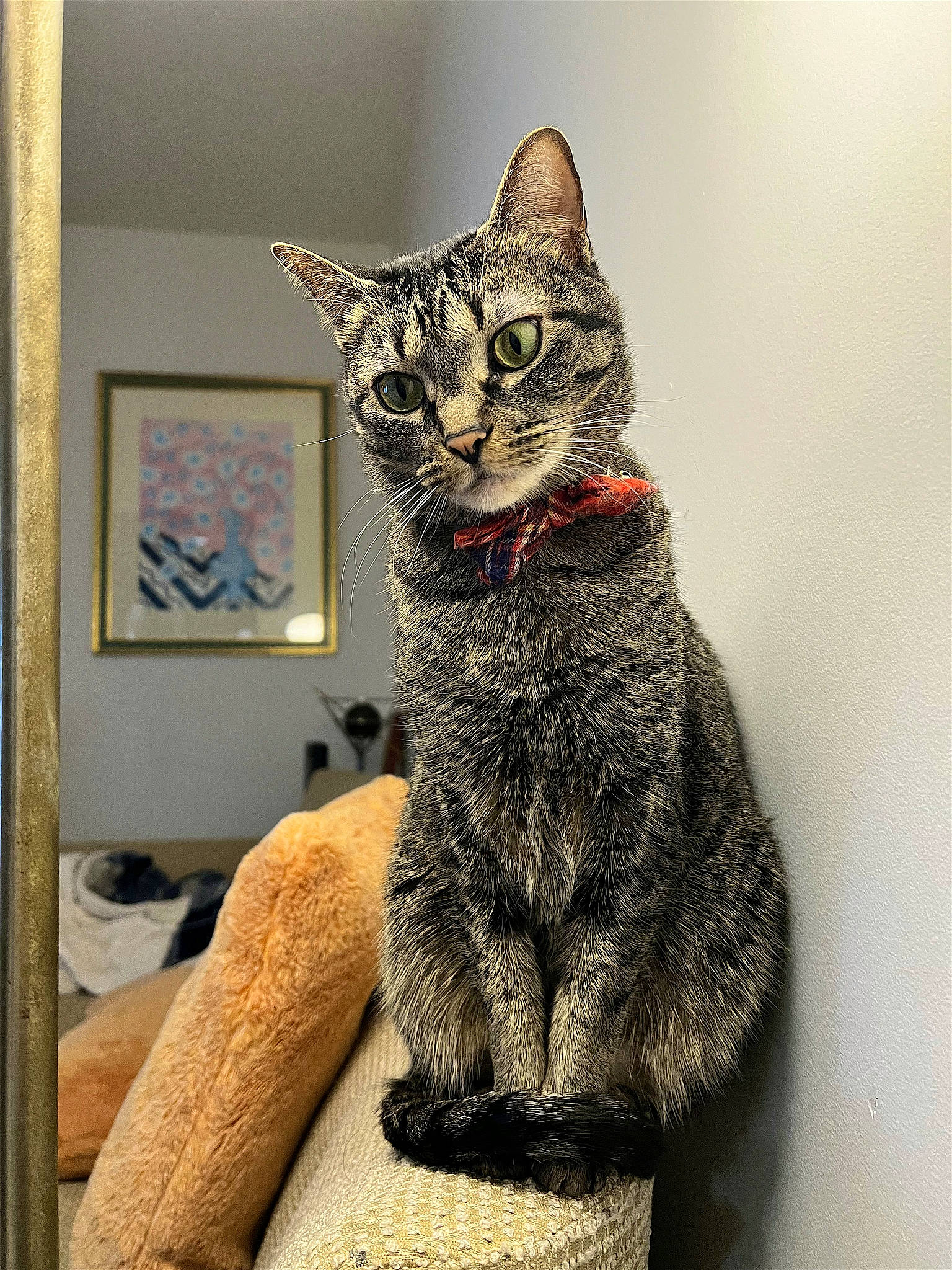 Kiwi is registered to the contest to win money with this photo: art, carnivore, cat, claw, domestic_short_haired_cat, felidae, fur, grey, knitting, lynx, paw, picture_frame, sitting, small_to_medium_sized_cats, snout, tail, terrestrial_animal, visual_arts, whiskers, window