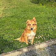 Sky a rejoint le concours — aidez-le/la à gagner de superbes lots ! dog, grass, flower, outdoor, pet, animal, nature, sunlight, greenery, sitting, calm, fur, garden, stone_border, gravel, daylight, mammal, cute, watchful, small_flowers