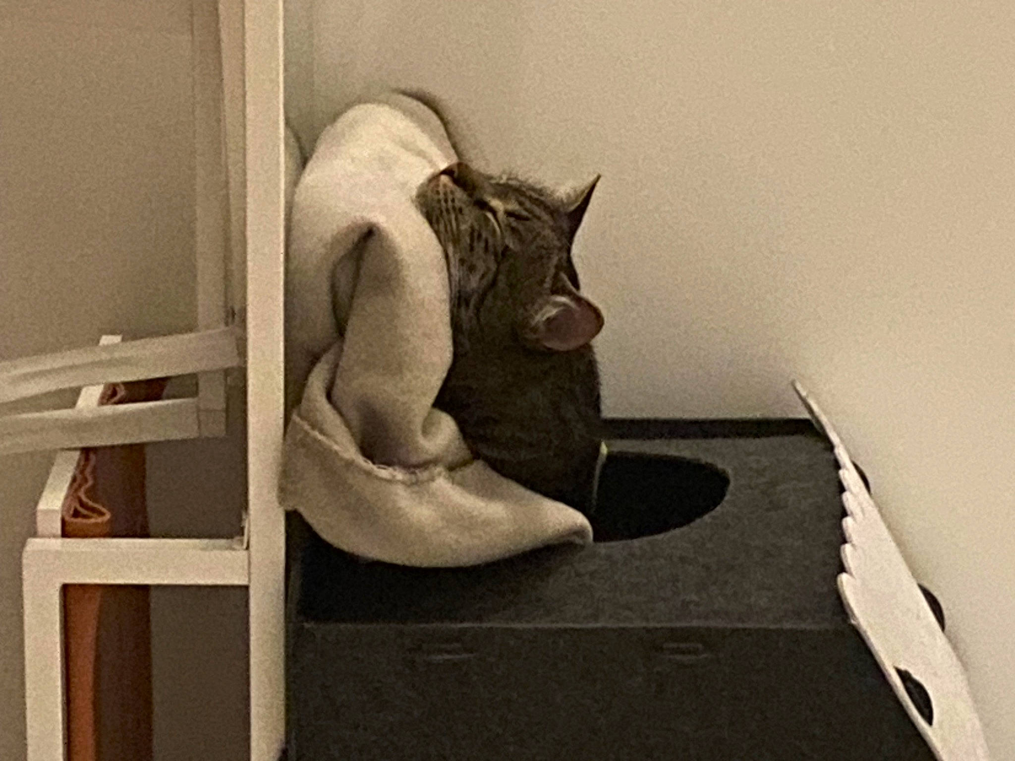 KaÏ a rejoint le concours — aidez-le/la à gagner de superbes lots ! art, carnivore, cat, cat_supply, chair, comfort, domestic_short_haired_cat, felidae, flooring, fur, grey, hardwood, linens, monochrome, room, sculpture, small_to_medium_sized_cats, tail, whiskers, wood