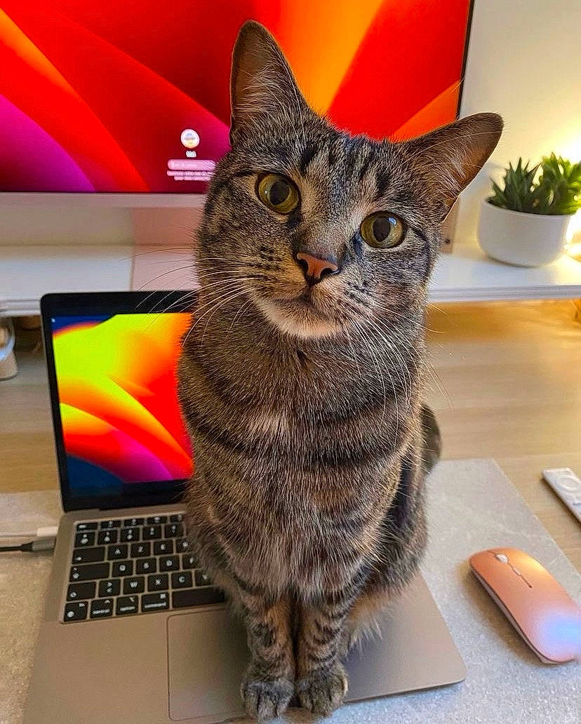 KaÏ a rejoint le concours — aidez-le/la à gagner de superbes lots ! carnivore, cat, computer, felidae, flowerpot, fur, houseplant, input_device, laptop, netbook, output_device, peripheral, personal_computer, plant, small_to_medium_sized_cats, snout, table, tableware, touchpad, whiskers