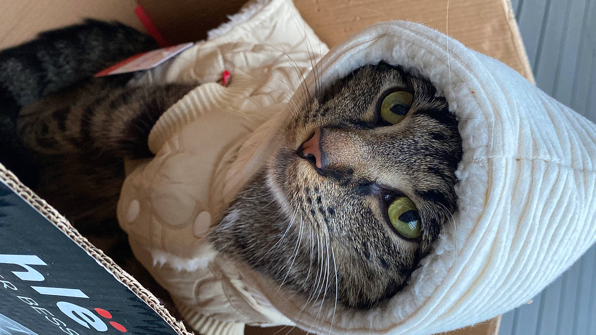 KaÏ participe au concours pour gagner de l'argent avec cette photo : carnivore, cat, comfort, domestic_short_haired_cat, felidae, fur, grey, paw, pet_supply, small_to_medium_sized_cats, terrestrial_animal, whiskers, wildlife