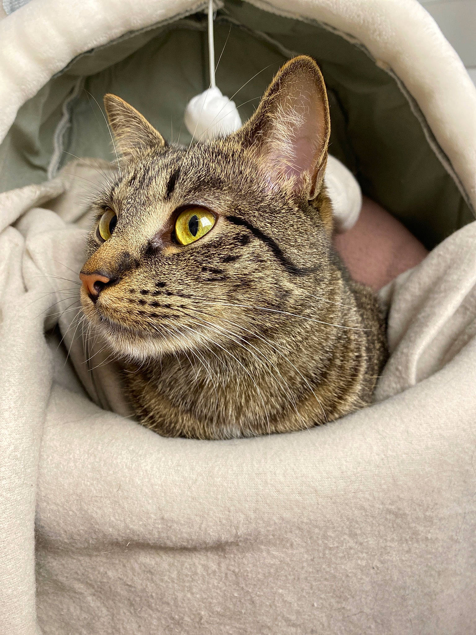 KaÏ a rejoint le concours — aidez-le/la à gagner de superbes lots ! carnivore, cat, cat_bed, cat_supply, comfort, domestic_short_haired_cat, door, felidae, fur, grey, small_to_medium_sized_cats, snout, terrestrial_animal, whiskers