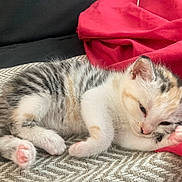 Ohana a rejoint le concours — aidez-le/la à gagner de superbes lots ! kitten, sleeping, cat, animal, pet, feline, fur, paw, pink_paw, blanket, red_cloth, cozy, cute, young, resting, indoor, soft, small, striped, white