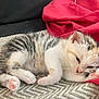 kitten, sleeping, cat, animal, pet, feline, fur, paw, pink_paw, blanket, red_cloth, cozy, cute, young, resting, indoor, soft, small, striped, white