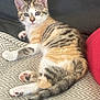 kitten, cat, tabby, orange, white, gray, fur, pet, animal, cute, cushion, patterned, indoor, relaxed, paw, tail, ears, eyes, resting, feline