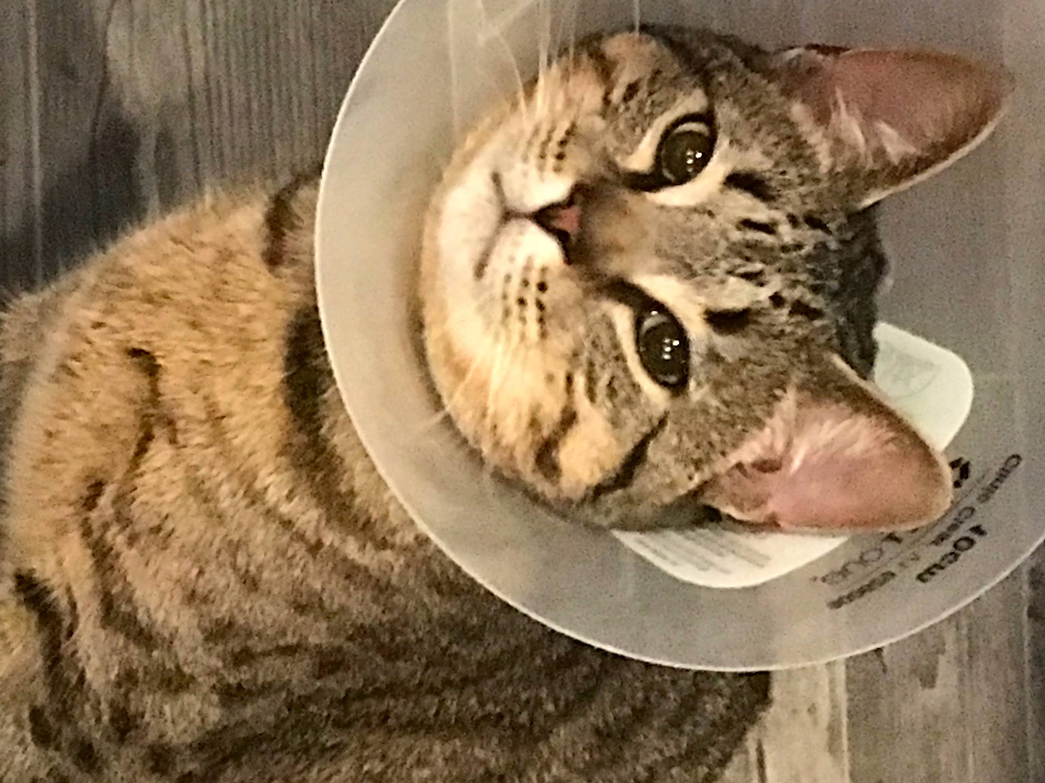 Kodi joined the competition — help win amazing prizes! carnivore, cat, cat_supply, claw, domestic_short_haired_cat, door, eye, fang, felidae, fur, paw, photo_caption, small_to_medium_sized_cats, snout, terrestrial_animal, whiskers, wildlife