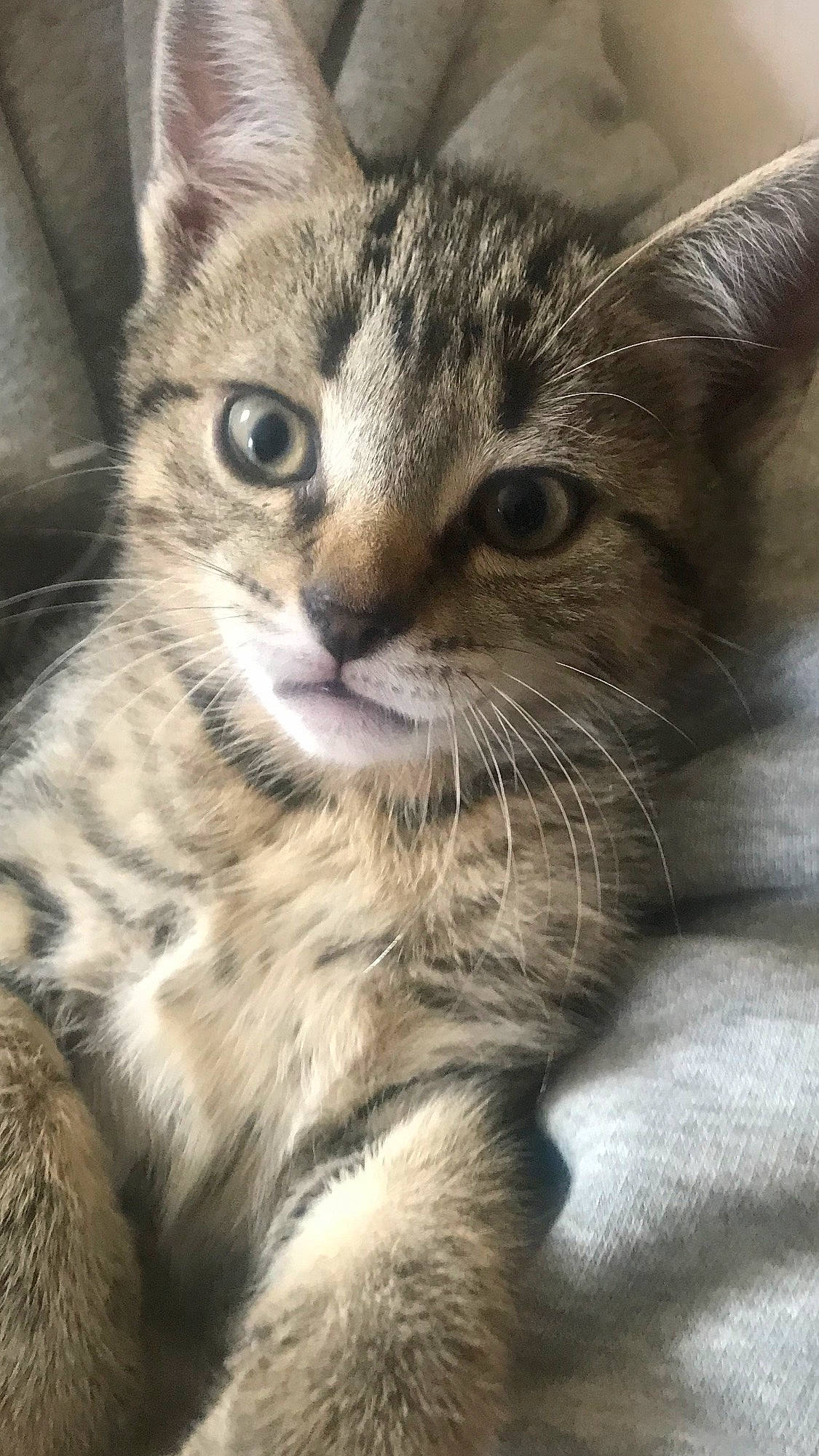 Kodi is registered to the contest to win money with this photo: carnivore, cat, claw, close_up, domestic_short_haired_cat, felidae, fur, paw, small_to_medium_sized_cats, snout, terrestrial_animal, tree, whiskers, wildlife