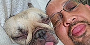 Gwennifer joined the competition — help win amazing prizes! dog, man, face, tongue, sleepy, blanket, glasses, indoor, window, mirror, facial_hair, closeup, pet, resting, cozy, cute, relaxed, home, portrait, light