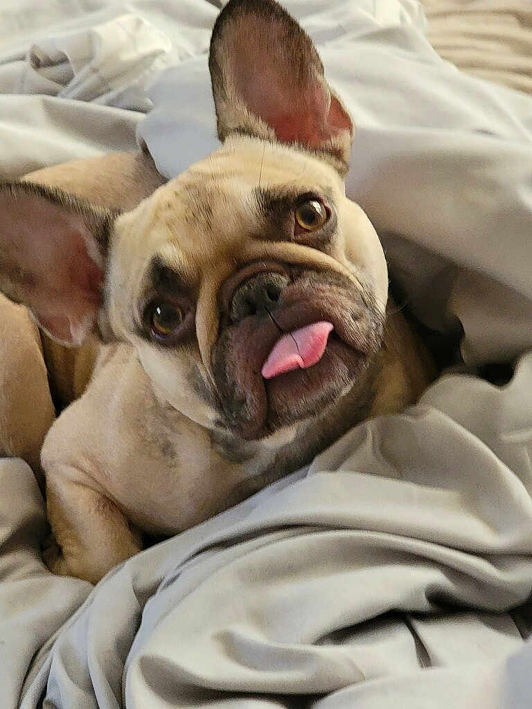 Gwennifer joined the competition — help win amazing prizes! dog, french_bulldog, tongue_out, pet, animal, cute, face, ears, blanket, bed, cozy, fur, expression, indoor, resting, wrinkled_skin, looking_up, snout, closeup, sleepy