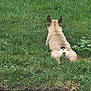 Gwennifer is registered to the contest to win money with this photo: dog, grass, outdoor, yard, pet, canine, animal, resting, nature, greenery, back_view, ears, fur, sidewalk, quiet, summer, relaxation, daytime, park, mammal