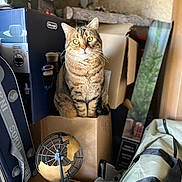Heïdi a rejoint le concours — aidez-le/la à gagner de superbes lots ! cat, tabby, cardboard_box, indoor, curious, pet, feline, green_eyes, household_items, storage, clutter, stacked_boxes, domestic_animal, whiskers, sitting, brown_fur, striped, looking_up, indoor_lighting, container