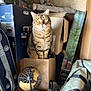 cat, tabby, cardboard_box, indoor, curious, pet, feline, green_eyes, household_items, storage, clutter, stacked_boxes, domestic_animal, whiskers, sitting, brown_fur, striped, looking_up, indoor_lighting, container