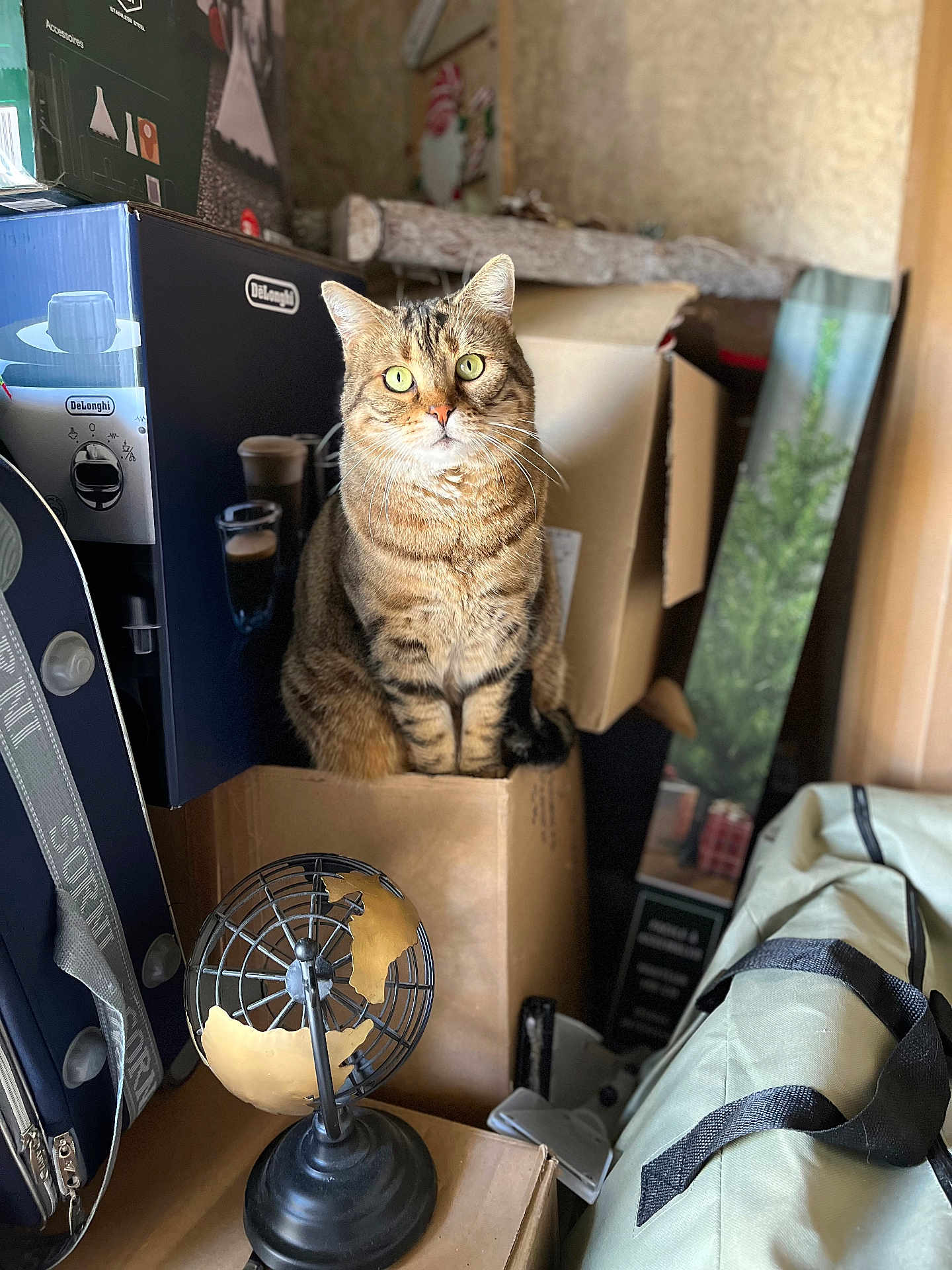 Heïdi a rejoint le concours — aidez-le/la à gagner de superbes lots ! cat, tabby, cardboard_box, indoor, curious, pet, feline, green_eyes, household_items, storage, clutter, stacked_boxes, domestic_animal, whiskers, sitting, brown_fur, striped, looking_up, indoor_lighting, container
