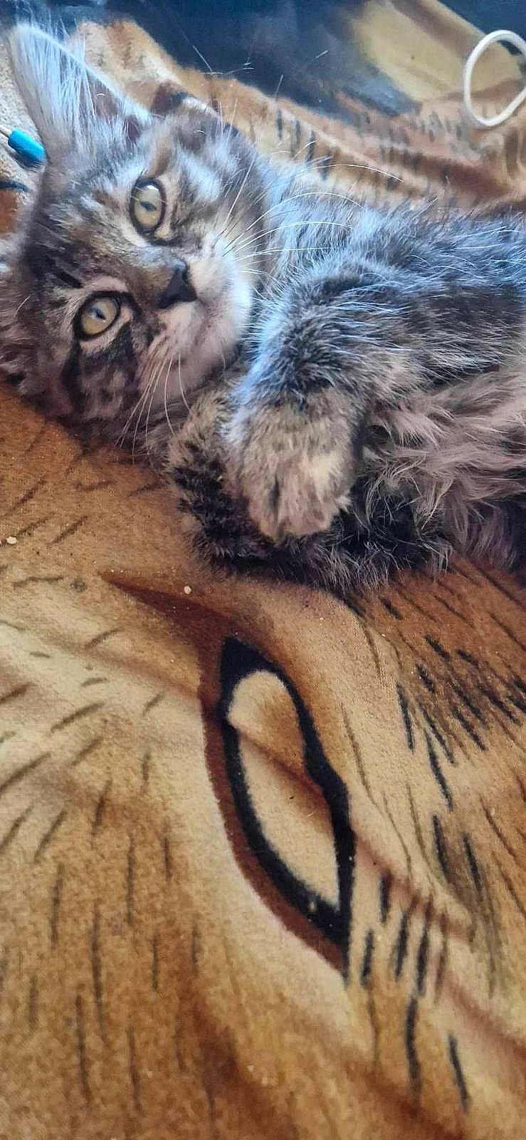 Nyxe a rejoint le concours — aidez-le/la à gagner de superbes lots ! big_cats, carnivore, cat, close_up, cloud, domestic_short_haired_cat, fawn, felidae, flooring, fur, hardwood, metal, paw, sky, small_to_medium_sized_cats, snout, tail, terrestrial_animal, whiskers, wood