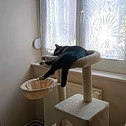 Zorro a rejoint le concours — aidez-le/la à gagner de superbes lots ! cat, black_and_white_cat, sleeping, lounging, cat_tree, pet, animal, window, lace_curtains, indoors, home, sunlight, furniture, scratching_post, platform, dangling_legs, relaxed, cozy, radiator, photography