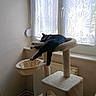 cat, black_and_white_cat, sleeping, lounging, cat_tree, pet, animal, window, lace_curtains, indoors, home, sunlight, furniture, scratching_post, platform, dangling_legs, relaxed, cozy, radiator, photography