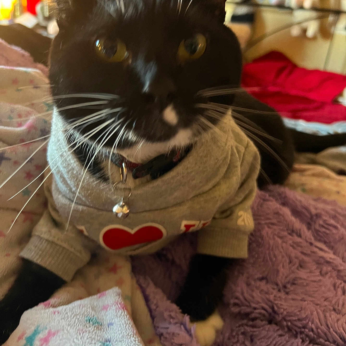 Kc. is registered to the contest to win money with this photo: animal, bed, black_and_white, blanket, cat, close_up, collar, cozy, cute, domestic_cat, feline, fur, indoor, paw, pet, relaxing, resting, soft, sweater, whiskers