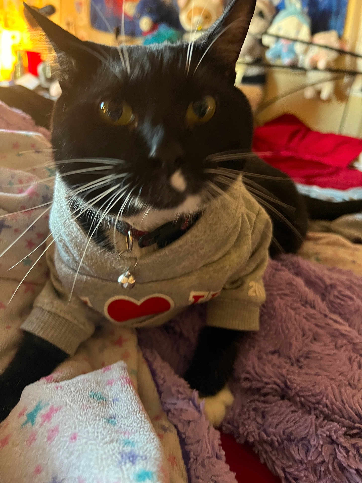 Kc. is registered to the contest to win money with this photo: cat, black_and_white, sweater, pet, indoor, bed, blanket, feline, cute, animal, whiskers, collar, relaxing, cozy, close_up, paw, fur, domestic_cat, soft, resting