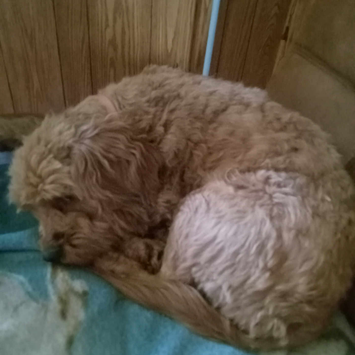 Bailey is registered to the contest to win money with this photo: animal, blanket, brown, calm, companion, couch, cozy, curled_up, dog, domestic, fluffy, fur, home, indoor, pet, quiet, relaxing, resting, sleeping, wooden_wall