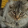 cat, tabby, gray_cat, fluffy, pet, domestic_cat, collar, yellow_eyes, couch, pillow, indoor, resting, looking_at_camera, close_up, feline, animal, fur, whiskers, home, relaxed