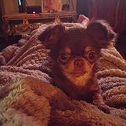 Alya participe au concours pour gagner de l'argent avec cette photo : dog, small_dog, brown_dog, blanket, cozy, indoor, portrait, pet, furry, cute, animal, relaxing, warm_lighting, furniture, vintage, portrait_photo, eyes, snout, ears, soft_texture