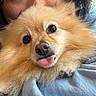 Swiftie joined the competition — help win amazing prizes! dog, pomeranian, pet, animal, cute, fluffy, tongue_out, person, face, eyes, fur, cozy, blanket, snuggle, close_up, indoor, portrait, warm, expression, soft