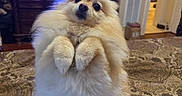 Swiftie is registered to the contest to win money with this photo: dog, pomeranian, fluffy, pet, bedspread, indoor, living_room, lamp, television, furniture, cute, small_dog, raised_paws, brown, cozy, home, carpet, decor, animal, companion