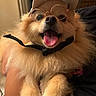Swiftie is registered to the contest to win money with this photo: dog, pomeranian, glasses, cap, pet, fluffy, tongue_out, happy, indoor, close_up, cute, smiling, fur, animal, portrait, wearing_accessories, hand, domestic_animal, friendly, companion
