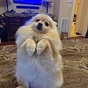 Swiftie is registered to the contest to win money with this photo: dog, pomeranian, fluffy, pet, indoor, bedspread, sitting, front_paws_up, curious, surprised, living_room, lamp, tv, furniture, cozy, home, brown, pattern, cute, animal