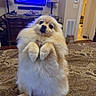 dog, pomeranian, fluffy, pet, indoor, bedspread, sitting, front_paws_up, curious, surprised, living_room, lamp, tv, furniture, cozy, home, brown, pattern, cute, animal