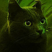 Greedoo participe au concours pour gagner de l'argent avec cette photo : cat, feline, pet, animal, close_up, portrait, green_tint, night_vision, glowing_eyes, wide_eyed, whiskers, fur, ears, nose, indoor, low_light, dramatic, mysterious, photography, watermark