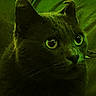 cat, feline, pet, animal, close_up, portrait, green_tint, night_vision, glowing_eyes, wide_eyed, whiskers, fur, ears, nose, indoor, low_light, dramatic, mysterious, photography, watermark