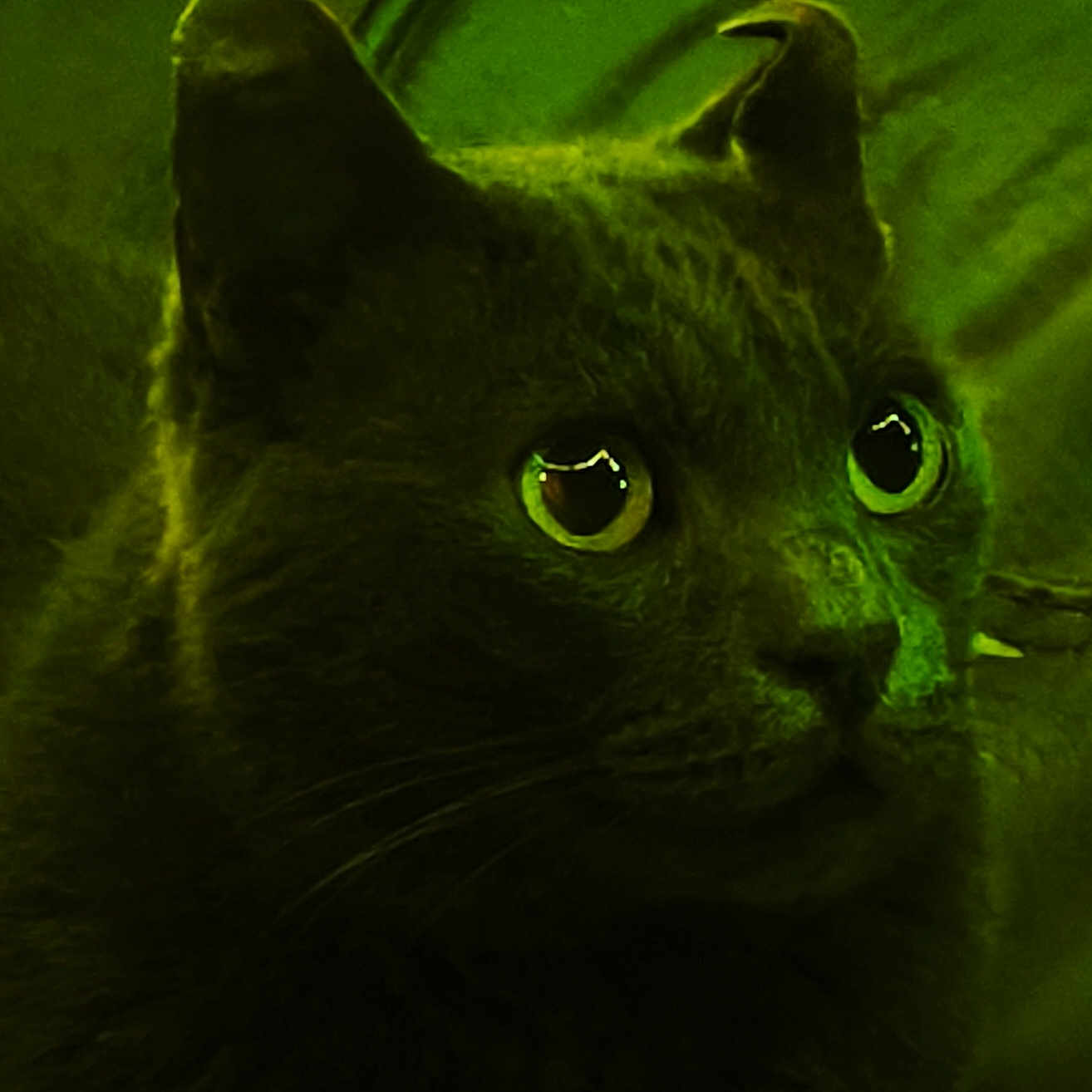 Greedoo participe au concours pour gagner de l'argent avec cette photo : cat, feline, pet, animal, close_up, portrait, green_tint, night_vision, glowing_eyes, wide_eyed, whiskers, fur, ears, nose, indoor, low_light, dramatic, mysterious, photography, watermark