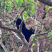 Nini participe au concours pour gagner de l'argent avec cette photo : black_cat, cat, tree, branches, green_leaves, purple_foliage, outdoor, nature, animal, pet, wildlife, eyes, stealthy, perched, mammal, fur, branch, forest, garden, curious