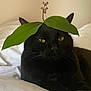 Nini participe au concours pour gagner de l'argent avec cette photo : black_cat, cat, leaf, flower, bed, white_bed, pet, animal, feline, whiskers, ears, yellow_eyes, indoor, cute, relaxed, portrait, close_up, nature, plant, comedy