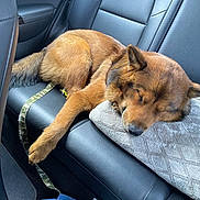 Canelito joined the competition — help win amazing prizes! dog, sleeping, car_interior, backseat, pillow, brown_fur, leash, relaxed, pet, canine, resting, domestic_animal, seat, travel, comfort, fur, animal, transportation, nap, leisure