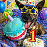 dog, birthday, party_hat, sunglasses, confetti, balloons, cake, candle, plush_toy, celebration, colorful, happy, smiling, indoor, decorations, festive, paw_prints, number_one, fabric, closeup