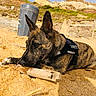 dog, brindle_fur, security_vest, sand, driftwood, outdoor, daylight, trash_bin, rocks, hill, sky, chewing, animal, pet, canine, nature, playful, resting, ears_up, closeup