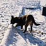 Jeep participe au concours pour gagner de l'argent avec cette photo : dog, brindle, snow, outdoor, paw_prints, winter, sunlight, garden, curious, animal, pet, yard, daylight, nature, canine, exploration, cold, ground, sniffing, fence