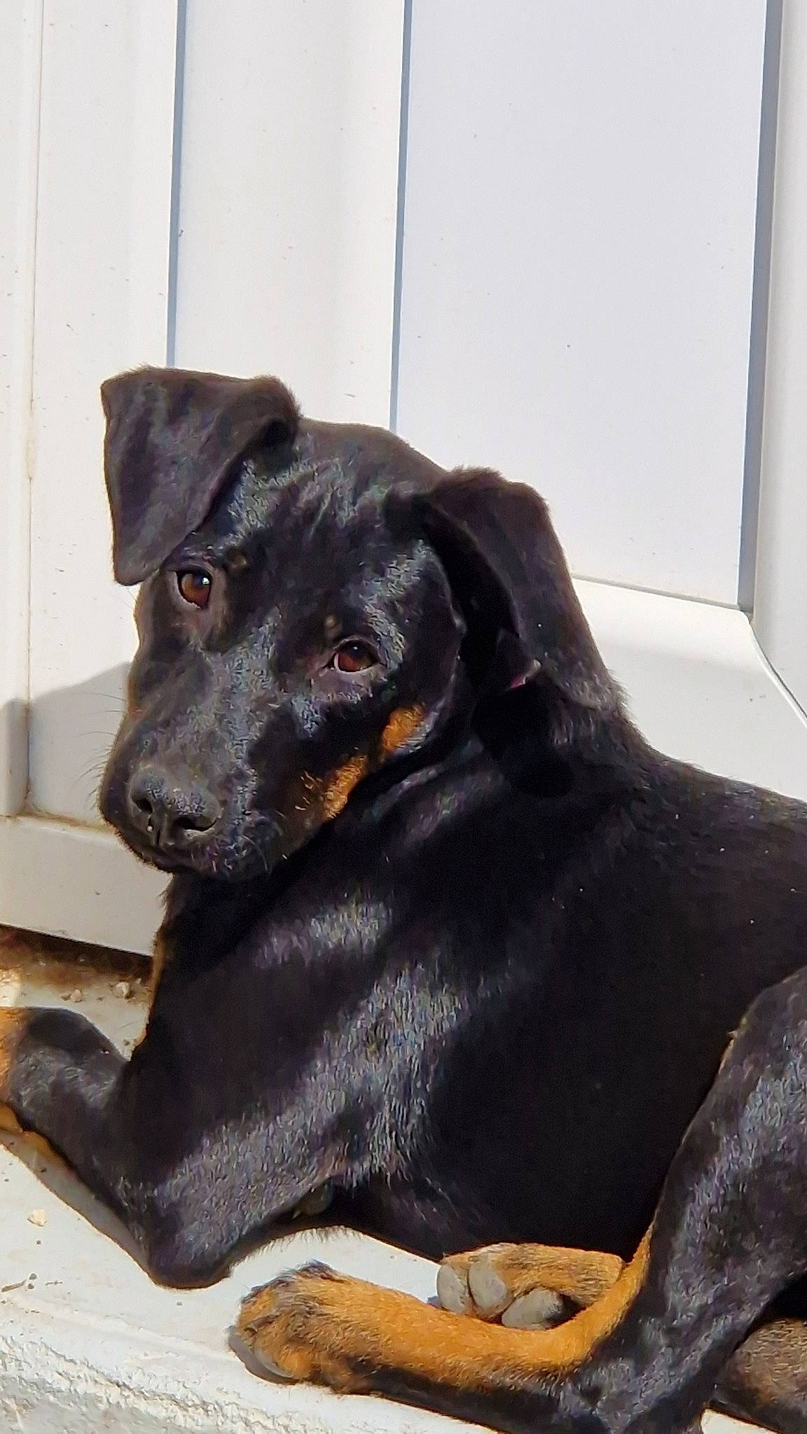 Dory participe au concours pour gagner de l'argent avec cette photo : borador, canidae, carnivore, collar, companion_dog, dog, dog_breed, dog_collar, dog_supply, fawn, fur, guard_dog, gun_dog, liver, pet_supply, snout, sporting_group, terrestrial_animal, whiskers, working_animal