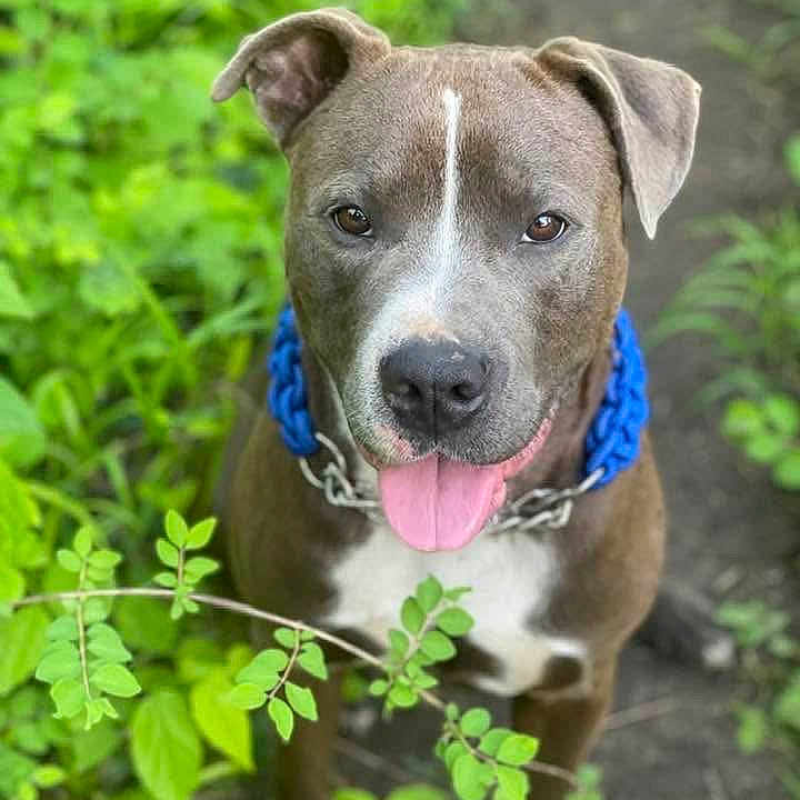 Rocky is registered to the contest to win money with this photo: animal, boxer, bulldog, canine, dog, flower, grass, green, herbal, herbs, hound, leaf, outdoors, pet, pitbull, plant, puppy, snout, tree, vegetation