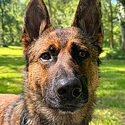 Sam a rejoint le concours — aidez-le/la à gagner de superbes lots ! animal, bokeh, canine, close_up, collar, daylight, dog, ears, face, fur, german_shepherd, grass, greenery, muzzle, nature, outdoor, pet, portrait, sunlight, trees