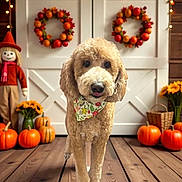 Bellablu is registered to the contest to win money with this photo: autumn, bandana, brown, cozy, cute, decorations, dog, fall_decor, festive, flower_pattern, holiday_decor, indoors, lights, orange, pet, pumpkins, scarecrow, sunflowers, wooden_floor, wreath