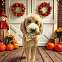 autumn, bandana, brown, cozy, cute, decorations, dog, fall_decor, festive, flower_pattern, holiday_decor, indoors, lights, orange, pet, pumpkins, scarecrow, sunflowers, wooden_floor, wreath