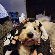 Salty Dog joined the competition — help win amazing prizes! animal, blanket, collar, comfort, couch, cozy, cute, dog, domestic_animal, eyes, face, fur, fur_pattern, home, indoor, living_room, nostrils, paw_print, pet, tongue_out