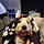 Salty Dog