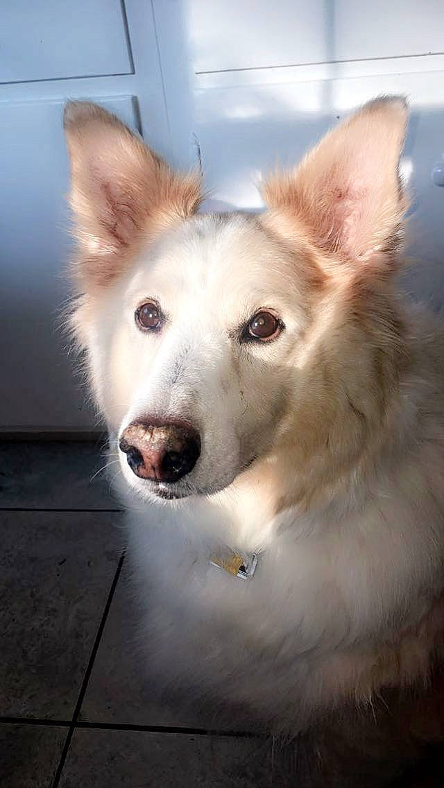 Biscuit joined the competition — help win amazing prizes! ancient_dog_breeds, canidae, canis, carnivore, companion_dog, dog, dog_breed, door, fang, fawn, fur, herding_dog, jaw, non_sporting_group, snout, sporting_group, terrestrial_animal, whiskers, working_animal, working_dog