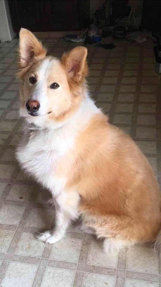 Biscuit joined the competition — help win amazing prizes! ancient_dog_breeds, canidae, canis, carnivore, companion_dog, dog, dog_breed, fawn, flooring, fur, herding_dog, non_sporting_group, snout, sporting_group, tail, terrestrial_animal, whiskers, working_animal, working_dog