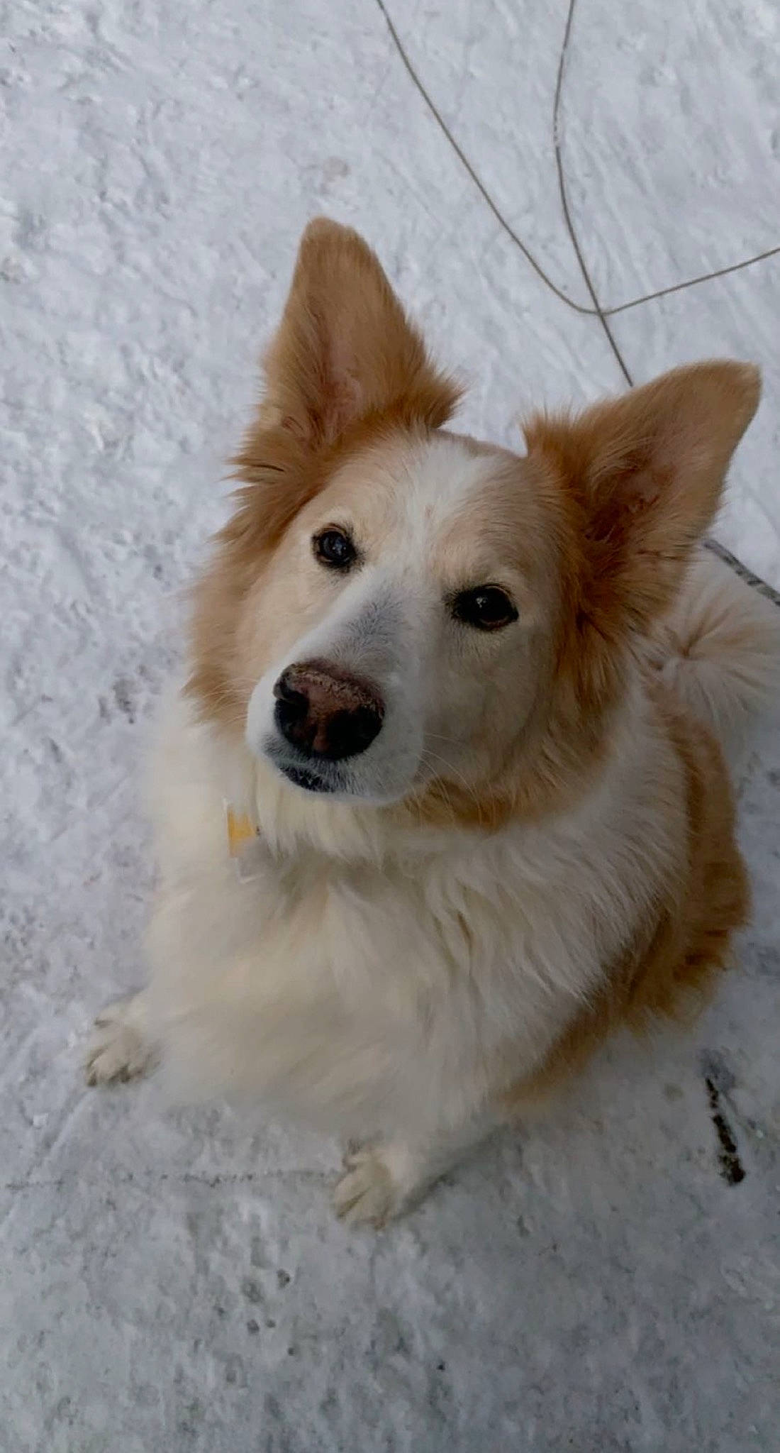 Biscuit joined the competition — help win amazing prizes! ancient_dog_breeds, canidae, carnivore, companion_dog, dog, dog_breed, fawn, freezing, fur, non_sporting_group, plant, snout, snow, sporting_group, terrestrial_animal, tree, whiskers, winter, working_animal, working_dog